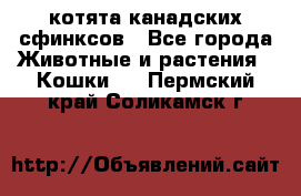 котята канадских сфинксов - Все города Животные и растения » Кошки   . Пермский край,Соликамск г.